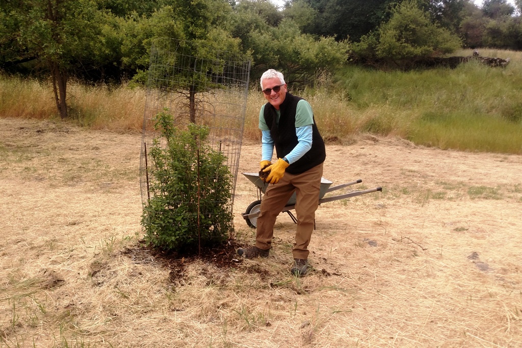 Mark putting mulch around an oak tree.